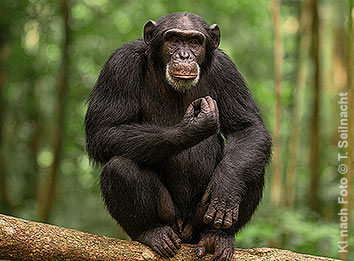 Schimpanse