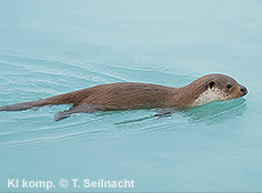 Bild vergr&ouml;&szlig;ern!
