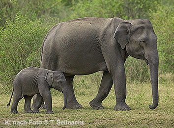 Arikanischer Elefant