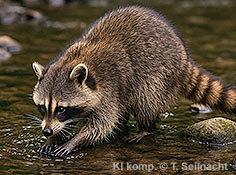 Bild vergr&ouml;&szlig;ern!