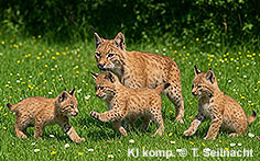 Bild vergr&ouml;&szlig;ern!