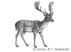 Bild vergr&ouml;&szlig;ern!