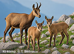 Bild vergr&ouml;&szlig;ern!