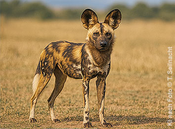Afrikanischer Wildhund