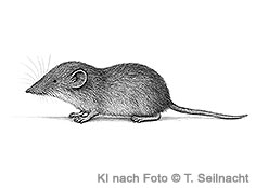 Bild vergr&ouml;&szlig;ern!