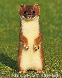 Mauswiesel Frontalansicht