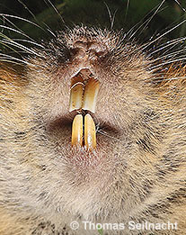 Ostschermaus Frontalansicht