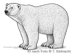 Bild vergr&ouml;&szlig;ern!