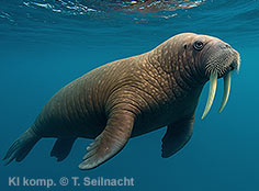 Bild vergr&ouml;&szlig;ern!