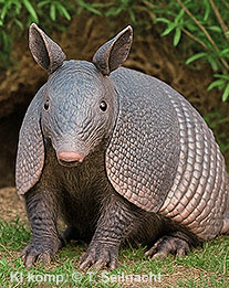 Neunbinden-Gürteltier