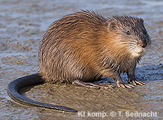 Bild vergr&ouml;&szlig;ern!