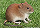 Rötelmaus