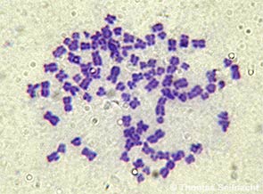 Bild vergr&ouml;&szlig;ern!