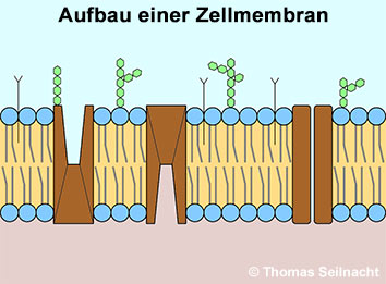 Bild vergr&ouml;&szlig;ern!