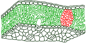 Index of /biologie/pflanzen/aufbau