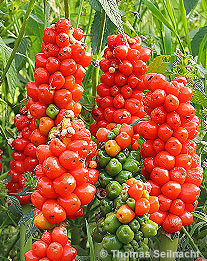 Gefleckter Aronstab: Beeren