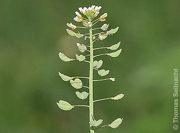 Stängelumfassendes Hellerkraut