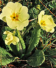 Wald-Schlüsselblume