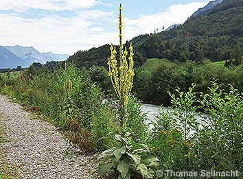 Großblütige Königskerze