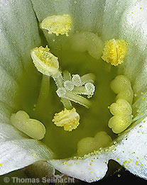 Gemeines Hornkraut: Blüte