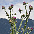 Eselsdistel