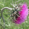 Nickende Distel