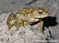 Bild vergr&ouml;&szlig;ern!