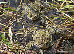 Bild vergr&ouml;&szlig;ern!