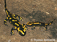 Bild vergr&ouml;&szlig;ern!