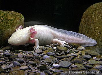 Axolotl