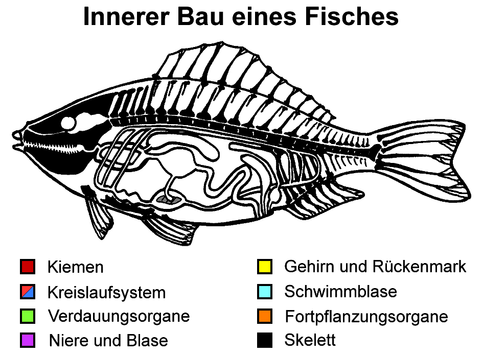 Zu den Lsungen!