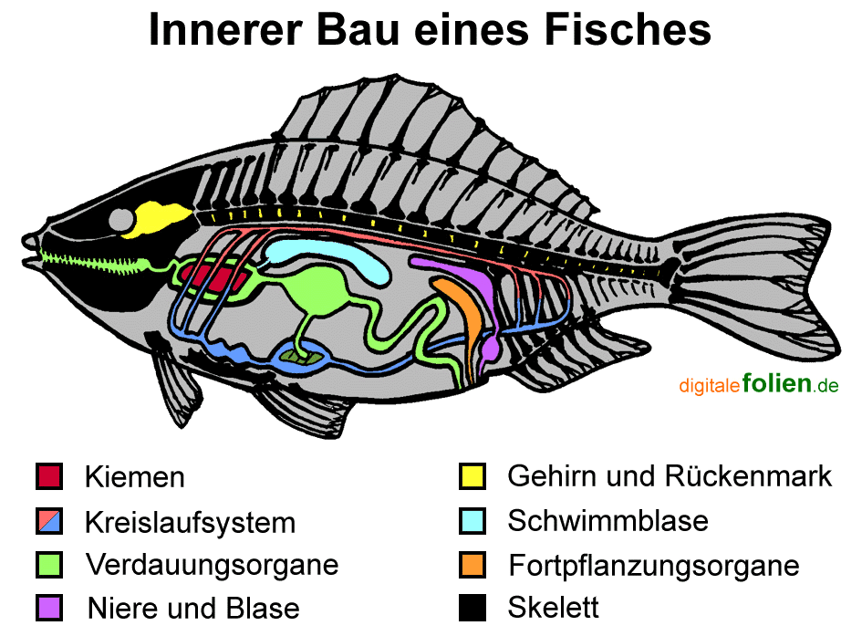 Fenster schlieen!