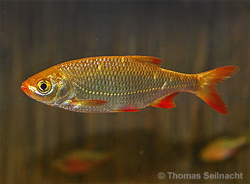 Bild vergr&ouml;&szlig;ern!