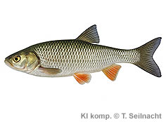 Bild vergr&ouml;&szlig;ern!