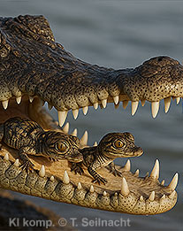 Brutpflege bei den Krokodilen