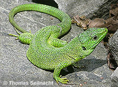 Bild vergr&ouml;&szlig;ern!