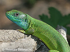 Bild vergr&ouml;&szlig;ern!