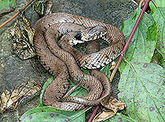 Bild vergr&ouml;&szlig;ern!