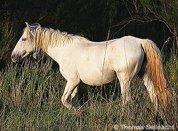 Przewalski Pferd