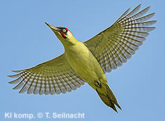 Bild vergr&ouml;&szlig;ern!