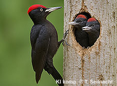 Bild vergr&ouml;&szlig;ern!