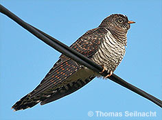 Bild vergr&ouml;&szlig;ern!