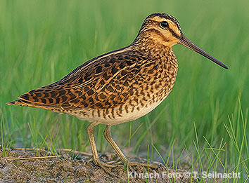 Bild vergr&ouml;&szlig;ern!