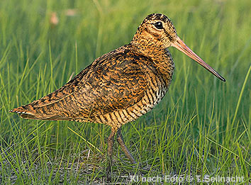 Bild vergr&ouml;&szlig;ern!