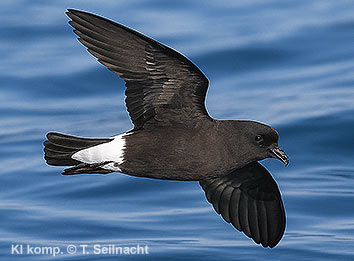 Bild vergr&ouml;&szlig;ern!