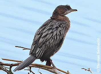 Kormoran