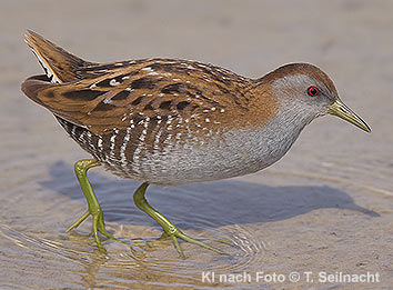 Bild vergr&ouml;&szlig;ern!