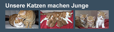 Unsere Katzen machen Junge